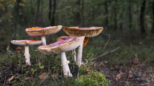 Amanita muscaria, commonly known as the fly agaric or fly amanita in holland