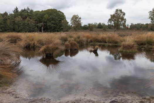 waving reeds and golden grass in the peat bogs the sprengen at epe in the netherlands