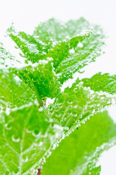 Peppermint leaves in soda water with air bubbles.