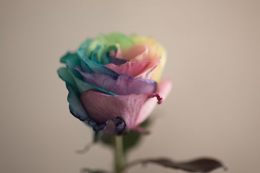 Rainbow rose or happy rose, faded look.