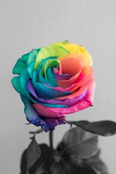 Rainbow rose or happy rose
