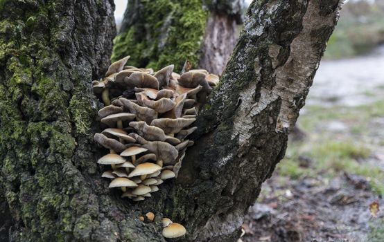 beautifull fungus in a tree during authm season