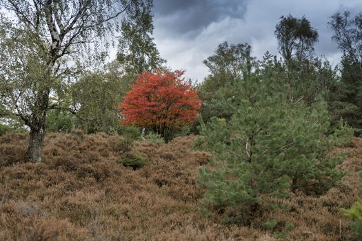 red tree in the forest between the green ones during autumn