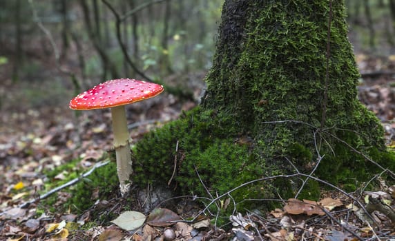 very big fly agaric red mushroom with white dots at a tree full of moss