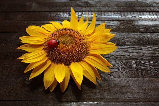 The picture shows a sunflower on wooden boards.