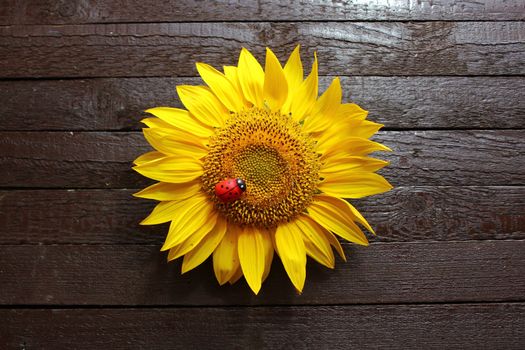 The picture shows a sunflower on wooden boards.