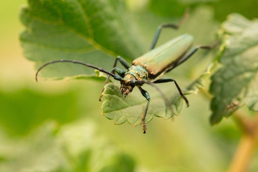 Aromia moschata longhorn beetle posing on green leaves, big musk beetle with long antennae and beautiful greenish metallic body.