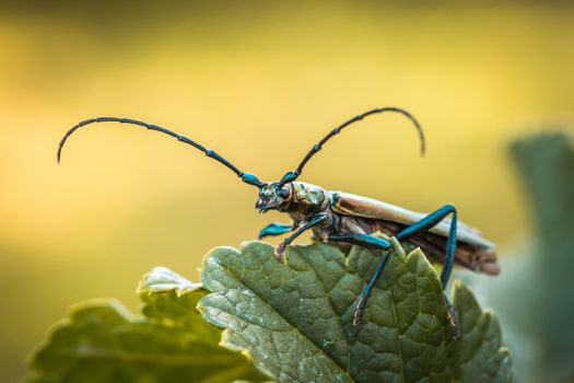 Musk beetle Aromia moschata close-up, Eurasian species of longhorn beetle, climbing on a plant in its natural habitat.