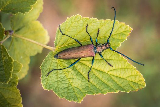 Musk beetle Aromia moschata close-up, Eurasian species of longhorn beetle, climbing on a plant in its natural habitat.