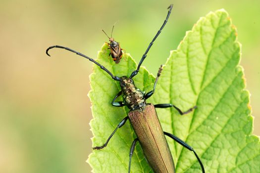 Musk beetle Aromia moschata close-up, Eurasian species of longhorn beetle, climbing on a plant in its natural habitat.