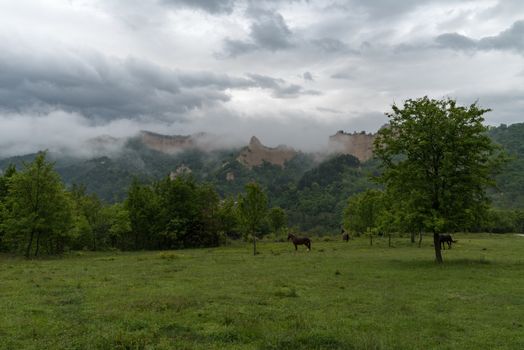 Horses in meadow near The Medieval Orthodox Monastery of Rozhen, near Melnik, Bulgaria