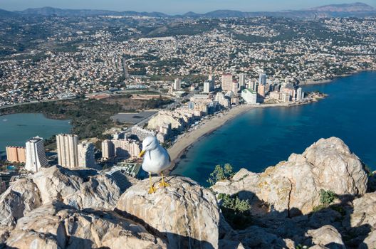 Seagull on top of the Penon  ( Ifach) rock. View over Calpe (Calp) town, Spain.