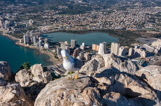 Seagull on top of the Penon  ( Ifach) rock. View over Calpe (Calp) town, Spain.