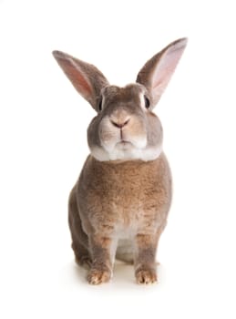Portrait of a cute domestic light brown fur rabbit
