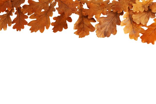 Autumn oak leaves border frame isolated on white background