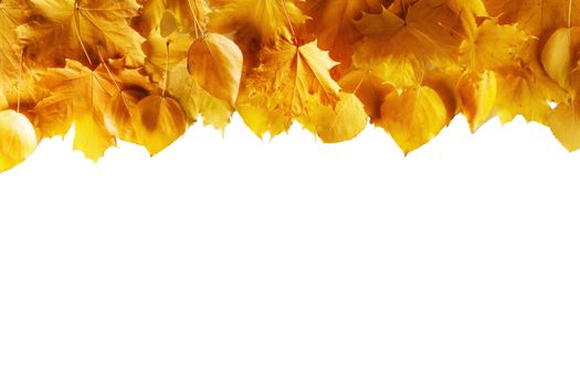 Yellow autumn leaves border frame isolated on white background
