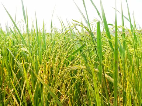 Morning View of Organic Rice Crop is going to Golden for Harvest, This type of rice verity is grown in foothills of Himalayas