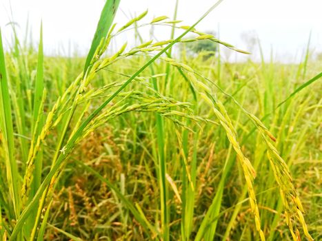 Morning View of Organic Rice Crop is going to Golden for Harvest, This type of rice verity is grown in foothills of Himalayas