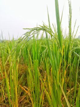 Morning View of Organic Rice Crop is going to Golden for Harvest, This type of rice verity is grown in foothills of Himalayas