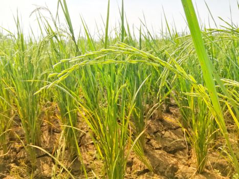 Morning View of Organic Rice Crop is going to Golden for Harvest, This type of rice verity is grown in foothills of Himalayas