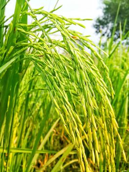 Morning View of Organic Rice Crop is going to Golden for Harvest, This type of rice verity is grown in foothills of Himalayas