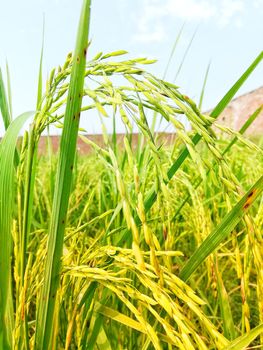 Morning View of Organic Rice Crop is going to Golden for Harvest, This type of rice verity is grown in foothills of Himalayas