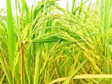 Morning View of Organic Rice Crop is going to Golden for Harvest, This type of rice verity is grown in foothills of Himalayas