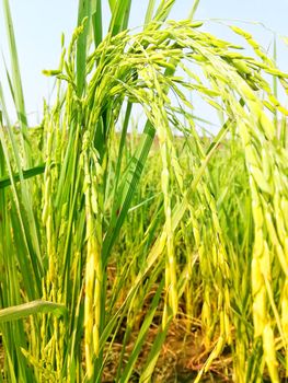 Morning View of Organic Rice Crop is going to Golden for Harvest, This type of rice verity is grown in foothills of Himalayas