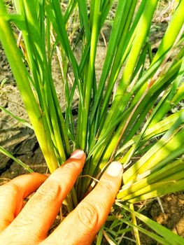 Morning View of Organic Rice Crop is going to Golden for Harvest, This type of rice verity is grown in foothills of Himalayas