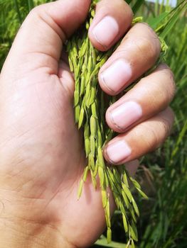 Morning View of Organic Rice Crop is going to Golden for Harvest, This type of rice verity is grown in foothills of Himalayas