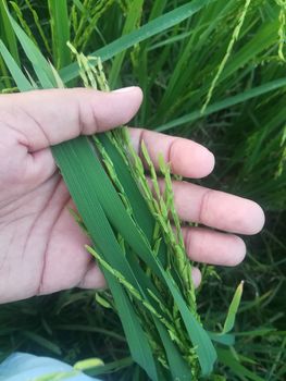 Morning View of Organic Rice Crop is going to Golden for Harvest, This type of rice verity is grown in foothills of Himalayas