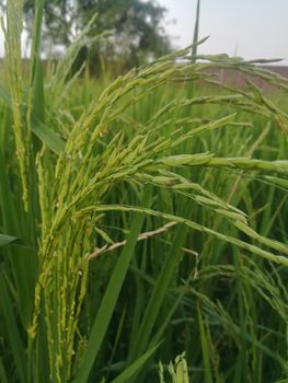 Morning View of Organic Rice Crop is going to Golden for Harvest, This type of rice verity is grown in foothills of Himalayas