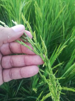 Morning View of Organic Rice Crop is going to Golden for Harvest, This type of rice verity is grown in foothills of Himalayas