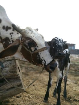 Beautiful Baby Calf with his Mother Cow