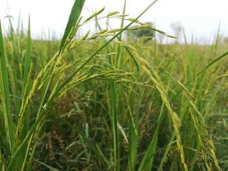 Morning View of Organic Rice Crop is going to Golden for Harvest, This type of rice verity is grown in foothills of Himalayas