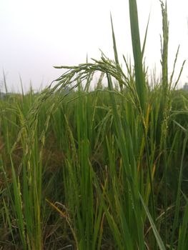 Morning View of Organic Rice Crop is going to Golden for Harvest, This type of rice verity is grown in foothills of Himalayas