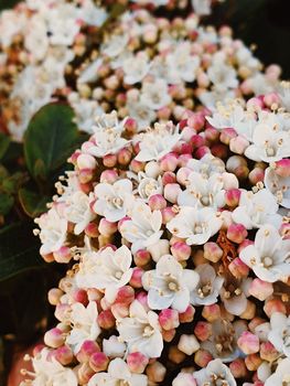 Beautiful Flowers