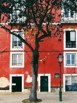 Lisbon Tree