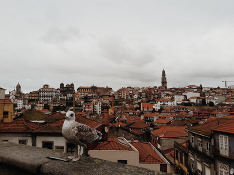 Porto Bird Views
