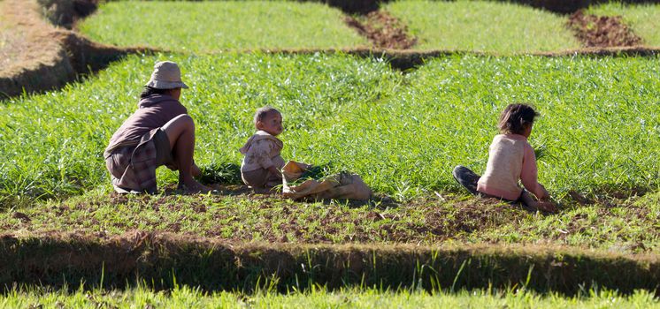 Fiadanana, Madagascar on july 26, 2019 - Woman with child working on a field in Madagascar. Food for over 25 million Malagasy people, Antsirabe, Madagascar