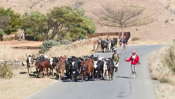 Ranohira, Madagascar on july 30, 2019 - Herd of Zebu walking on the road. Zebu are the working horse of agricultural Madagascar, Ranohira, Madagascar