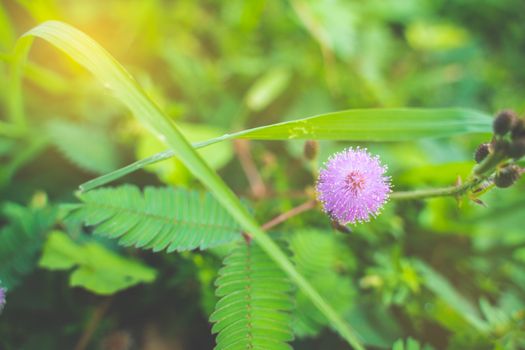 A Closeup to Sensitive Plant Flower, Mimosa Pudica with sun light