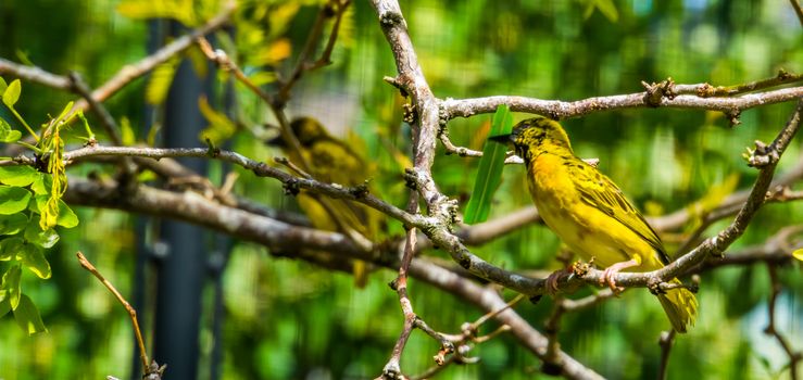 male village weaver bird sitting in a tree, popular and colorful bird specie from Africa