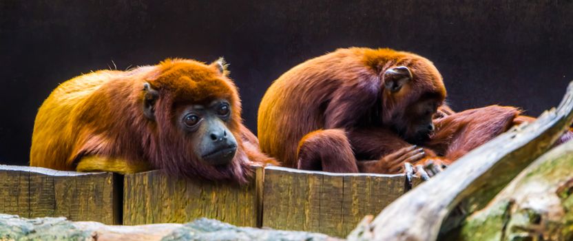 closeup of a coppery titi with family in the background, tropical primate specie from South America