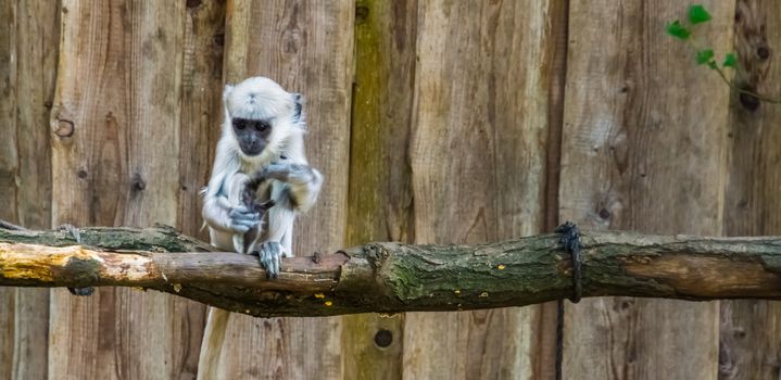 closeup of an adorable bengal hanuman langur infant, tropical primate specie from Bangladesh