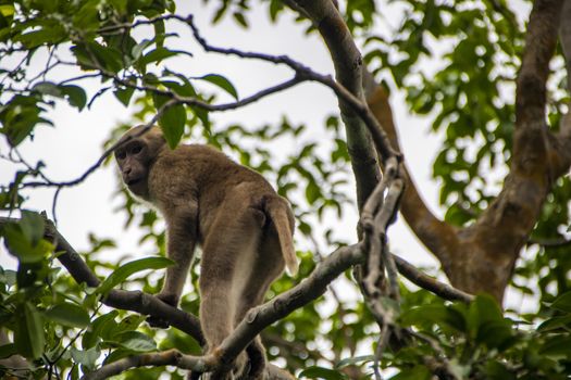 monkey climbing on a tree in Erawan  national park at kanchanaburi, Thailand