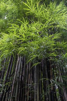 Bamboo tree in the rainforest at Kanchanaburi national park, Thailand 