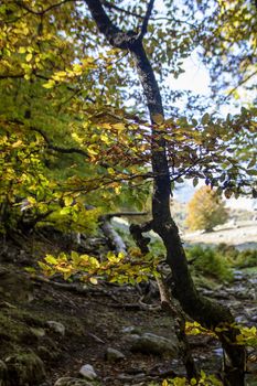 Beech woods of Abruzzo national park in autumn, Italy