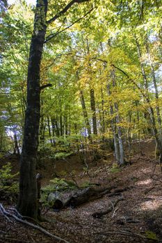 Beech woods of Abruzzo national park in autumn, Italy