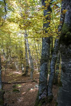 Beech woods of Abruzzo national park in autumn, Italy